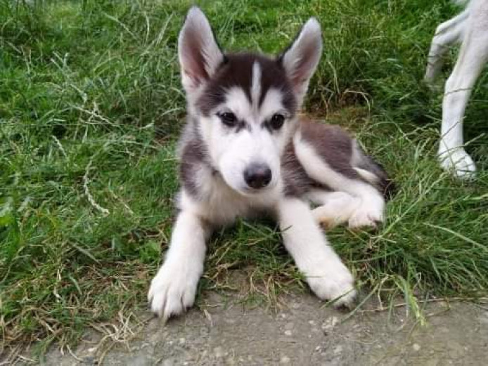 Husky Puppies for sale