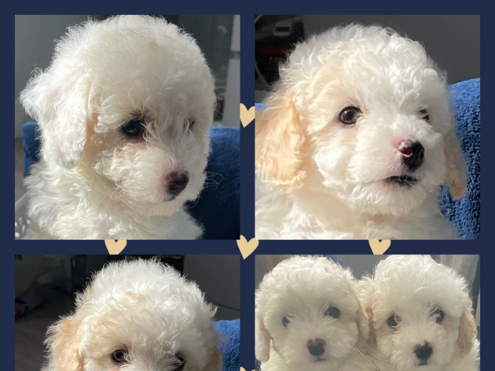 9 week old poochon puppies. Bichon friese/toy poodle