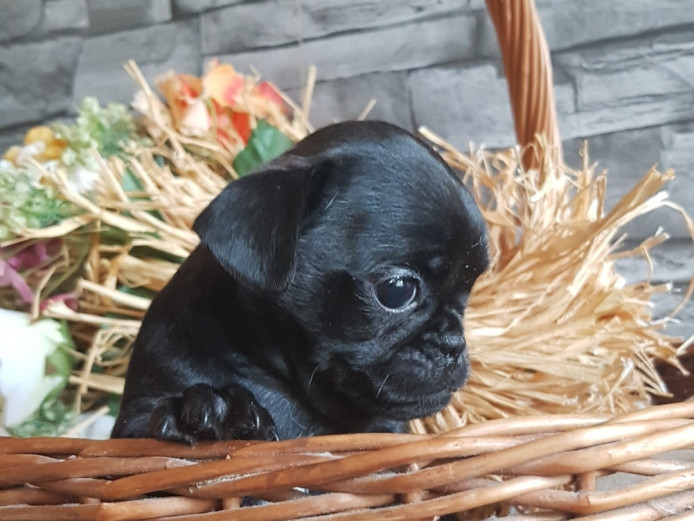 Pug x Miniature Dachshund 