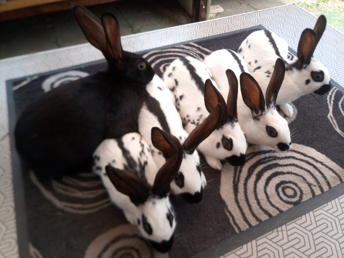 English spot rabbits black