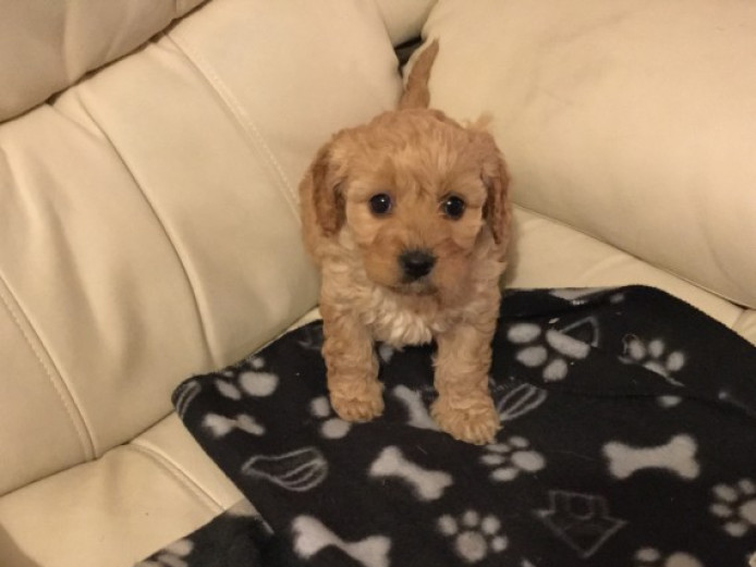 Cavalier Poodle Puppyi | Cavalier King Charles Spaniel for Sale | Devon ...