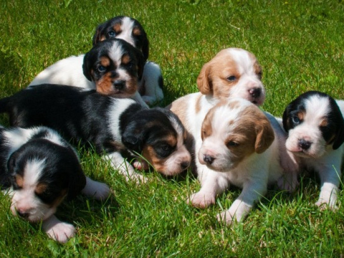 Beautiful Beaglier Puppies .beagle X Cavaliers. | Beagle for Sale ...