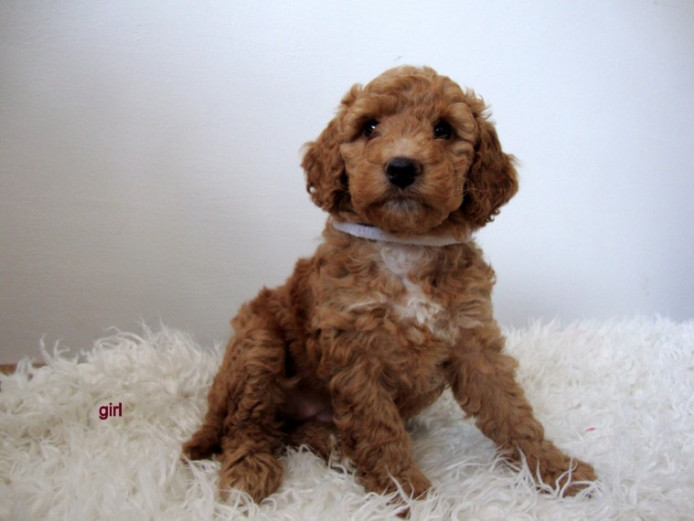 F1b Cockapoo Puppies | Cockapoo for Sale | West Yorkshire | Mypetzilla