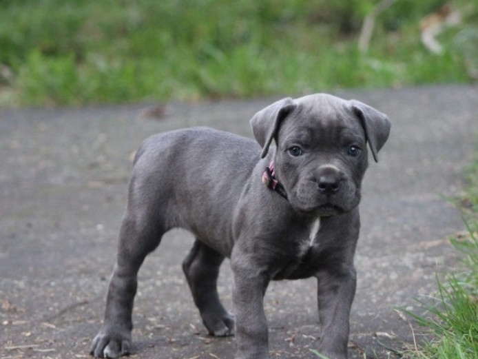 Champion New Litter Cane Corsos For Sale ... | Cane Corso for Sale ...