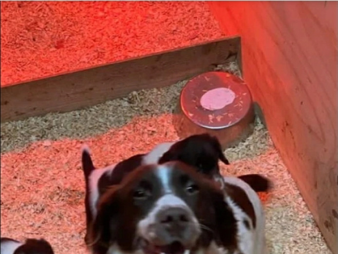 Stunning English Springer Spaniel pups 