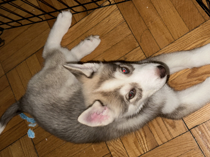 Siberian Husky puppy