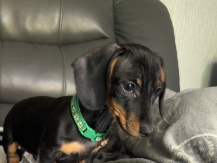 beautiful mini dachshund boy for sale