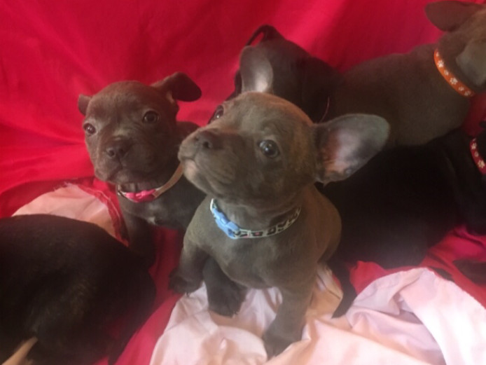 French bulldog best sale cross staffy puppy