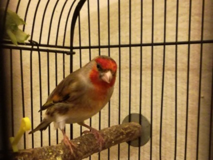 goldfinch-mule-mixed-breed-for-sale-berkshire-mypetzilla