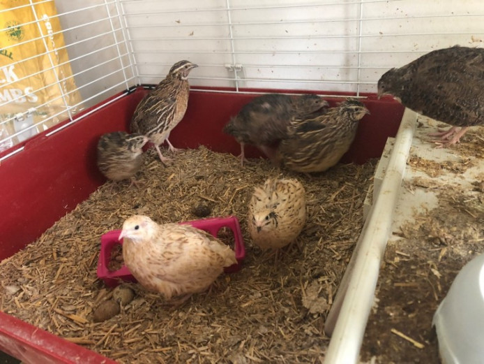 Quail For Sale | Mixed Breed for Sale | Hampshire | Mypetzilla