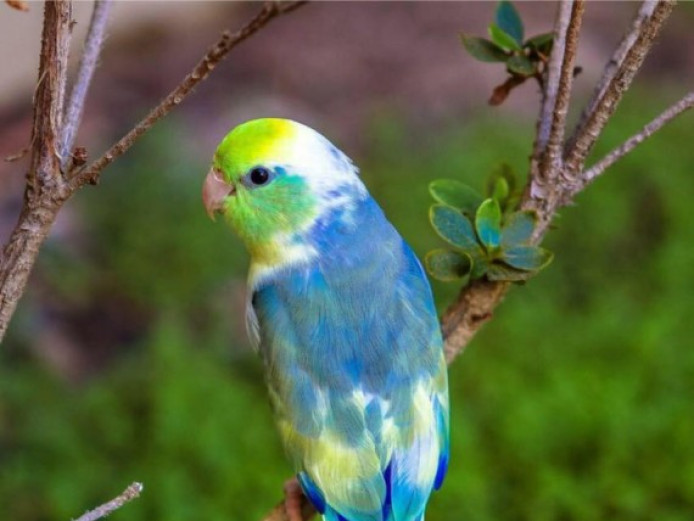 Baby Parrotlets In All Colours | Parrots for Sale | Devon | Mypetzilla