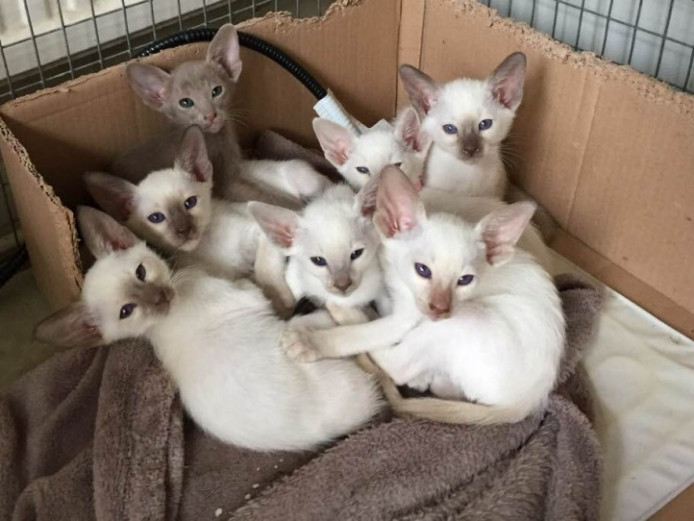 Siamese Kittens For Sale. | Siamese for Sale | East Sussex | Mypetzilla