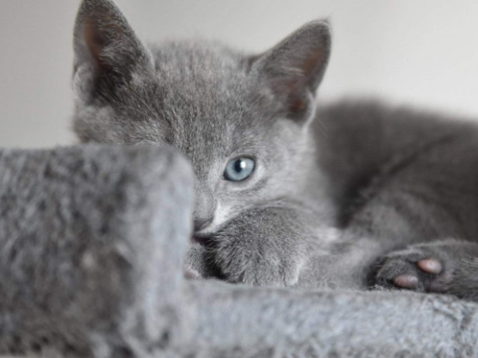  Pure  Russian  Blue  Kittens  Russian  Blue  for Sale 