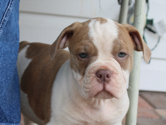 Rubble - Olde English Bulldogge