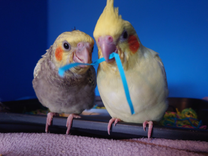 Hand reared hand tame cockatiels for reservation 