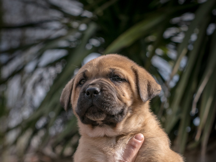 Central Asian Shepherd x Dog de Bordeaux