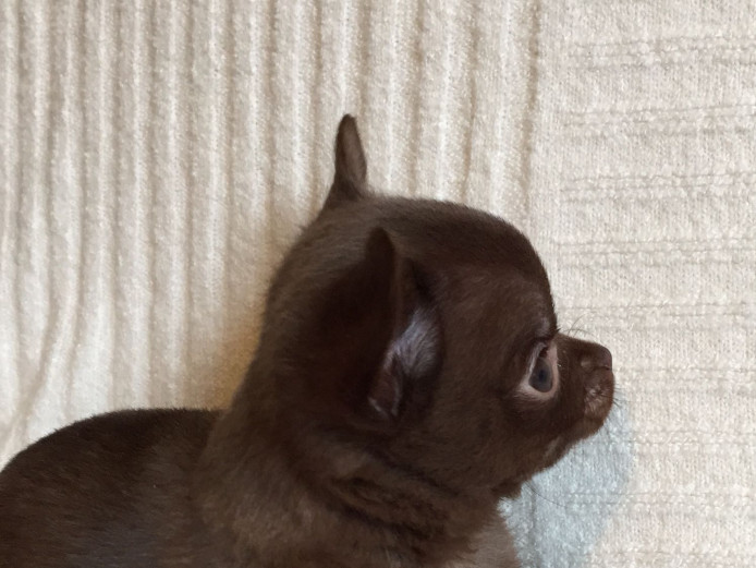 READY NOW- stunning quality chihuahua pups