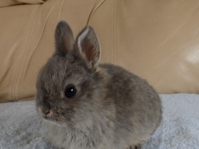 Chocolate Fawn Netherland Dwarf Doe For Sale | Netherland Dwarf for ...