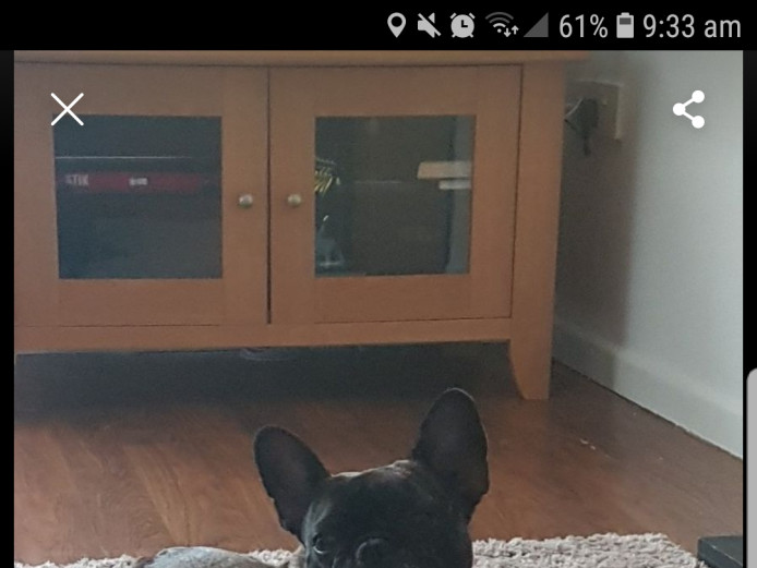 French bulldog girl