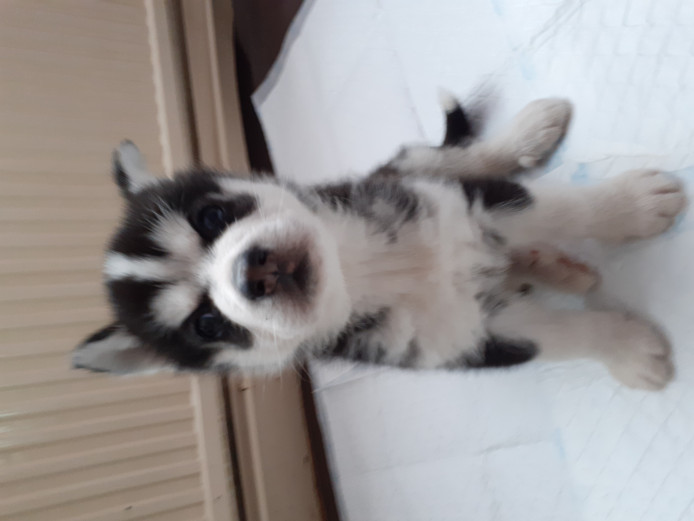 Siberian husky puppies for reservation