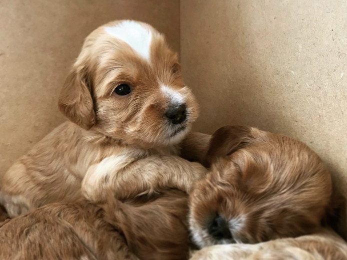 8 cockapoo puppies 