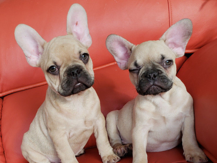 Adorable Loving French Bulldogs for new homes | French Bulldog for Sale ...