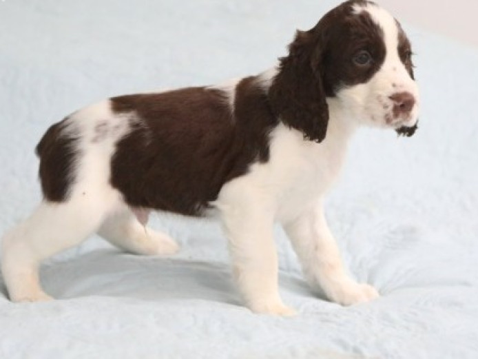 Exceptional English Springer Spaniels Puppies