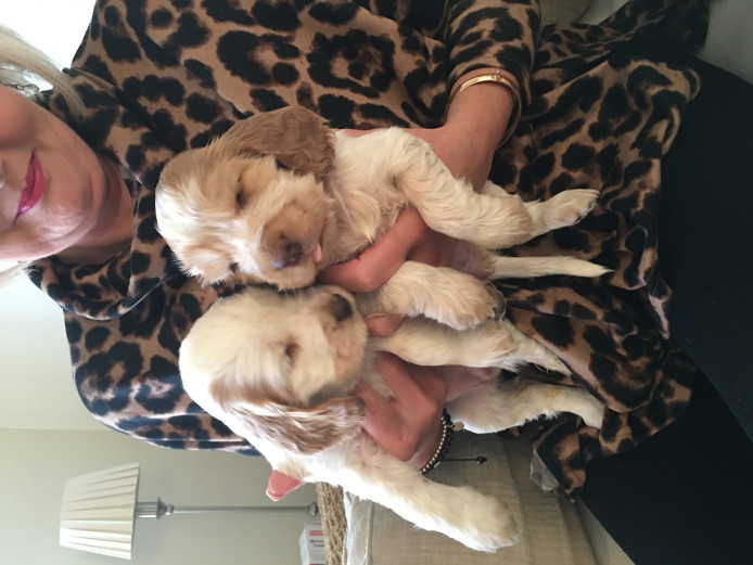 English Pedigree Cocker Spaniels 