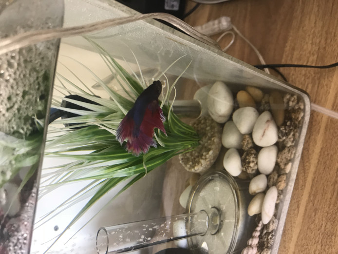 Beautiful betta needs loving home