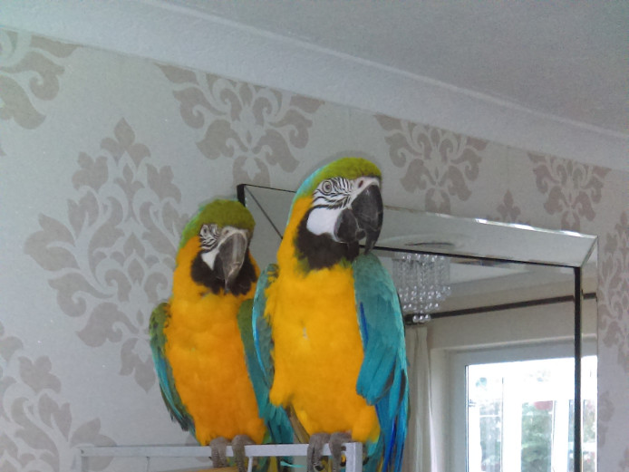 Pair of macaws male and female