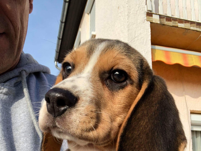 Tri color hungarian beagle sale