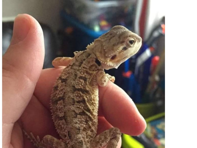 Baby bearded dragons 