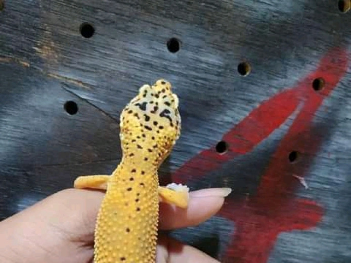 Lovely leopard gecko needs a new home