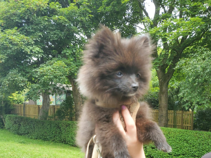 Stunning Russian blood line pomeranian puppie 