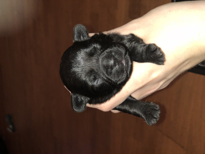 French bulldog x outlet toy poodle