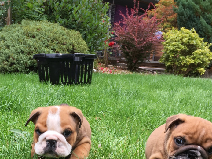 Stunning English Bulldog Males