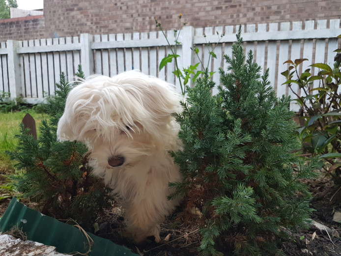 White cute maltese puppy girl kc