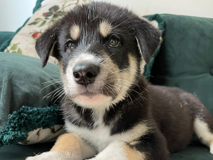 Akita/Malamute pups ???? 