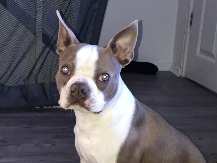 Boston store terrier stud