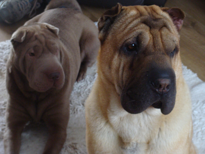 We have shar-pei pups for sale 2 still available