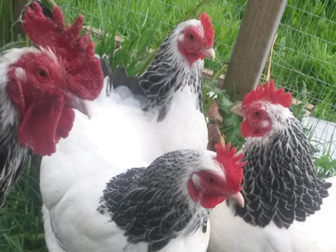 Light sussex. Pekins, warrens and leghorns for sale in South Birmingham