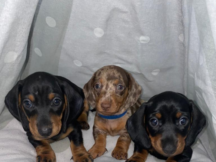 Stunning smooth Miniature Dachshunds puppies