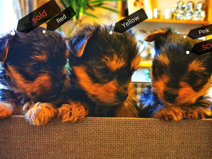 Pure Pedigree Yorkshire Terrier Girl Puppies 