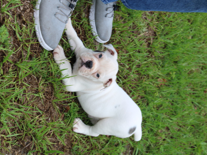 Marshall - Olde English Bulldogge