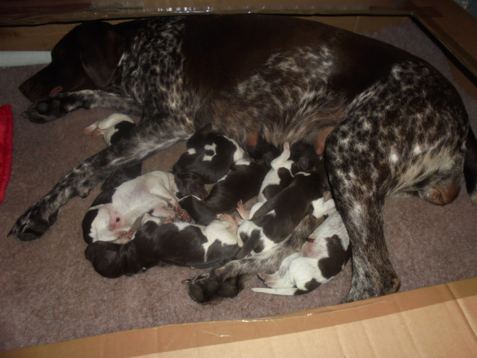 German Shorthaired Pointer Pedigree Puppies for sale