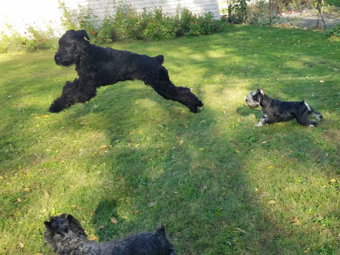 Black Mini Schnauzer Pups Ready Now