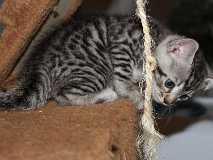 Pure white kittens for sale best sale near me