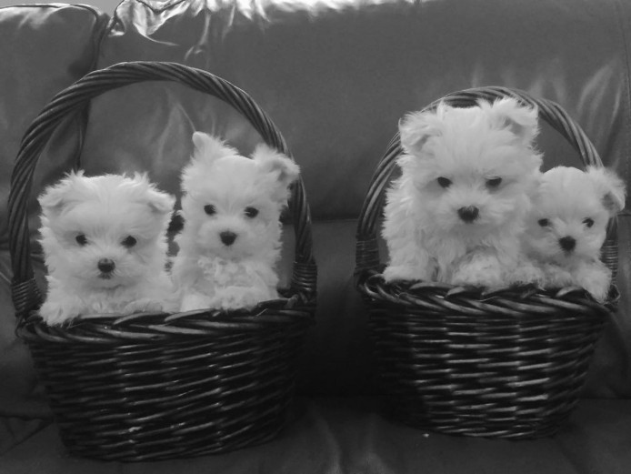 Stunning Snow White Maltese Puppies.