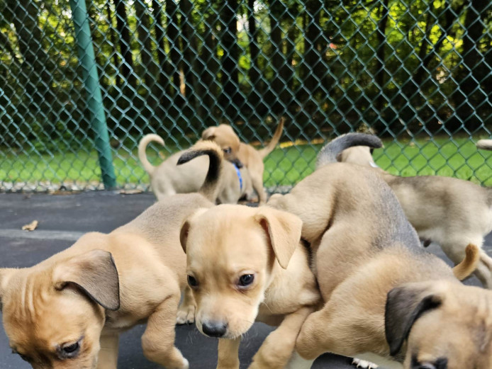 Labrabull puppies 