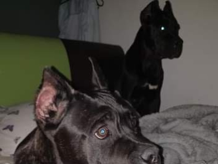 5months cane Corso 2females and 1 male